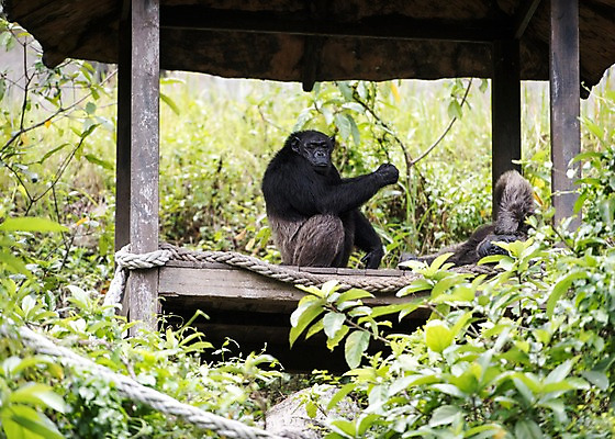 포토 JPG 주간 나무 동물 두마리 태국 자연 동물원 사람없음 야외 아웃포커스 정자 침팬지 국내포토 자연요소 식물 건축물 아시아 2 포유류 촬영기법 생태계 파일형식