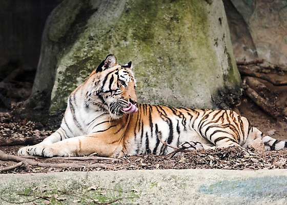 포토 JPG 주간 동물 한마리 태국 자연 동물원 사람없음 야외 아웃포커스 바위 호랑이 국내포토 자연요소 1 아시아 포유류 촬영기법 돌_바위 생태계 파일형식