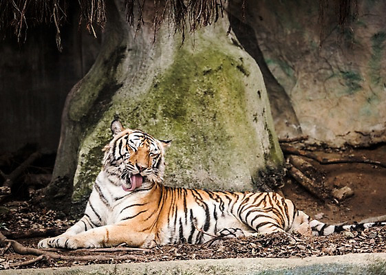 포토 JPG 주간 동물 한마리 태국 자연 동물원 사람없음 야외 아웃포커스 바위 호랑이 국내포토 자연요소 1 아시아 포유류 촬영기법 돌_바위 생태계 파일형식