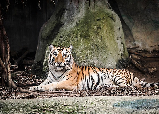 포토 JPG 주간 동물 한마리 태국 자연 동물원 사람없음 야외 아웃포커스 바위 호랑이 국내포토 자연요소 1 아시아 포유류 촬영기법 돌_바위 생태계 파일형식