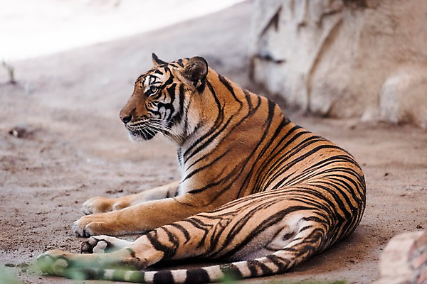 포토 JPG 주간 동물 한마리 태국 자연 동물원 사람없음 야외 아웃포커스 바위 호랑이 국내포토 자연요소 1 아시아 포유류 촬영기법 돌_바위 생태계 파일형식