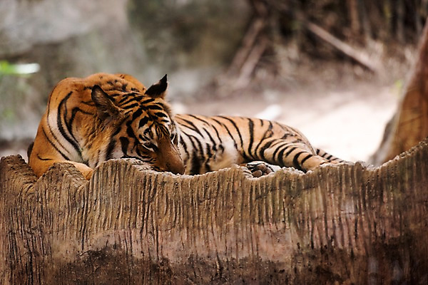포토 JPG 주간 나무 동물 한마리 태국 자연 동물원 사람없음 야외 아웃포커스 바위 호랑이 국내포토 자연요소 식물 1 아시아 포유류 촬영기법 돌_바위 생태계 파일형식