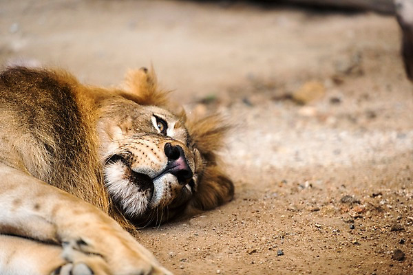 포토 JPG 주간 동물 한마리 모래 태국 자연 동물원 사람없음 야외 아웃포커스 사자 국내포토 자연요소 1 아시아 포유류 촬영기법 생태계 파일형식
