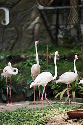 포토 JPG 주간 식물 동물 여러마리 태국 자연 동물원 사람없음 야외 아웃포커스 플라밍고 국내포토 자연요소 아시아 다수 조류 촬영기법 생태계 파일형식