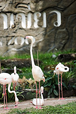 포토 JPG 주간 식물 동물 여러마리 태국 자연 동물원 사람없음 야외 아웃포커스 플라밍고 국내포토 자연요소 아시아 다수 조류 촬영기법 생태계 파일형식