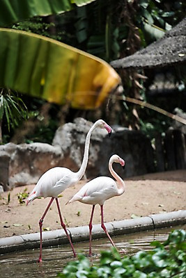 포토 JPG 주간 식물 동물 두마리 태국 자연 동물원 사람없음 야외 아웃포커스 연못 플라밍고 국내포토 자연요소 아시아 2 조류 촬영기법 생태계 파일형식