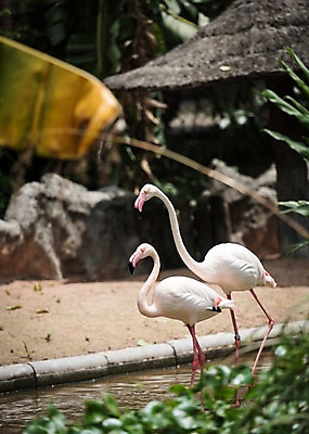 포토 JPG 주간 식물 동물 두마리 태국 자연 동물원 사람없음 야외 아웃포커스 연못 플라밍고 국내포토 자연요소 아시아 2 조류 촬영기법 생태계 파일형식