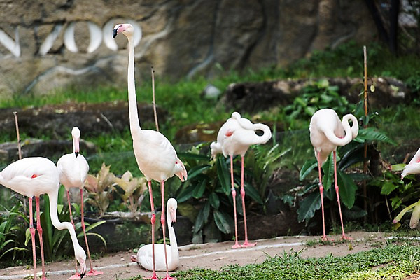 포토 JPG 주간 식물 동물 여러마리 태국 자연 동물원 사람없음 야외 아웃포커스 플라밍고 국내포토 자연요소 아시아 다수 조류 촬영기법 생태계 파일형식