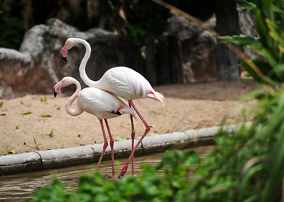포토 JPG 주간 식물 동물 두마리 태국 자연 동물원 사람없음 야외 아웃포커스 연못 플라밍고 국내포토 자연요소 아시아 2 조류 촬영기법 생태계 파일형식