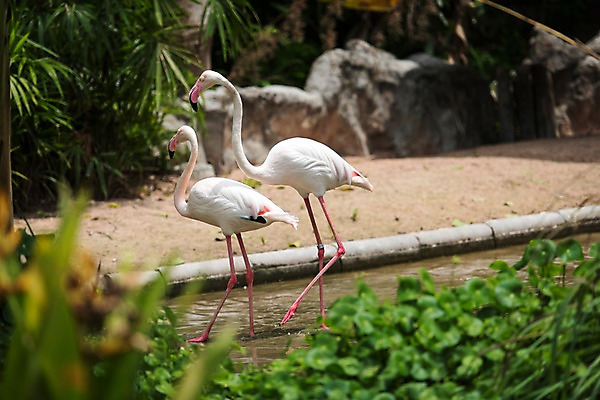 포토 JPG 주간 식물 동물 두마리 태국 자연 동물원 사람없음 야외 아웃포커스 연못 플라밍고 국내포토 자연요소 아시아 2 조류 촬영기법 생태계 파일형식