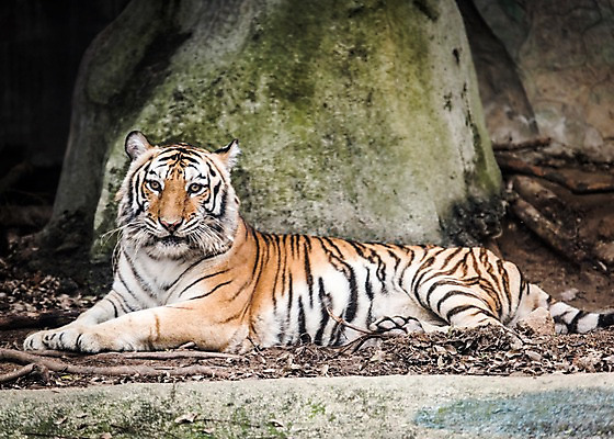 포토 JPG 주간 동물 한마리 태국 자연 동물원 사람없음 야외 아웃포커스 바위 호랑이 국내포토 자연요소 1 아시아 포유류 촬영기법 돌_바위 생태계 파일형식