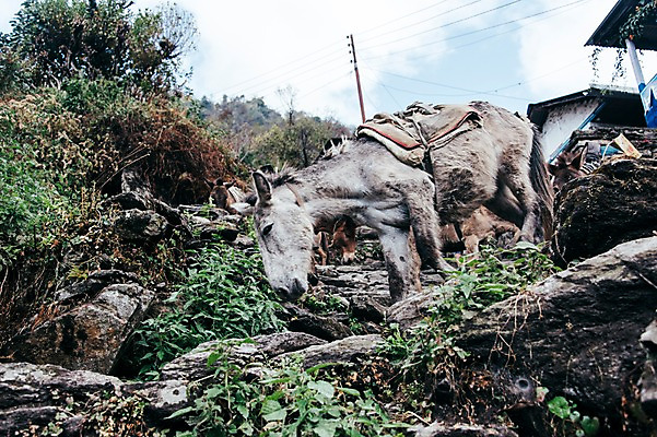 포토 JPG 주간 해외풍경 여러마리 자연 풍경 사람없음 야외 네팔 당나귀 안나푸르나 국내포토 자연요소 해외 아시아 다수 산 말_동물 생태계 파일형식