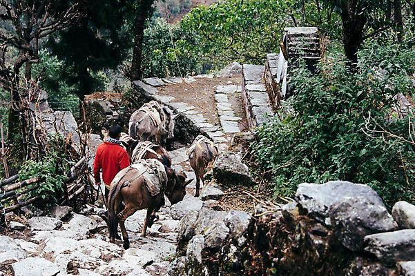 포토 JPG 주간 전신 외국인 해외풍경 남자 여러마리 자연 한명 풍경 성인 야외 뒷모습 네팔 당나귀 돌계단 안나푸르나 국내포토 자연요소 1 해외 아시아 뷰포인트 다수 산 사람 인종 계단 돌_바위 말_동물 생태계 파일형식