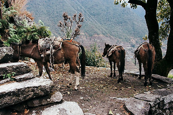 포토 JPG 주간 나무 해외풍경 자연 세마리 풍경 사람없음 야외 네팔 당나귀 안나푸르나 국내포토 자연요소 식물 해외 아시아 산 3 말_동물 생태계 파일형식