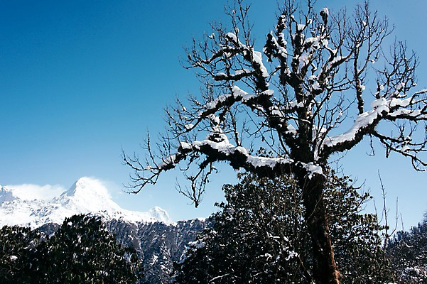 포토 JPG 주간 나무 해외풍경 자연 하늘 산 풍경 사람없음 야외 눈 만년설 네팔 히말라야 안나푸르나 국내포토 자연요소 식물 해외 아시아 날씨 생태계 파일형식 산맥