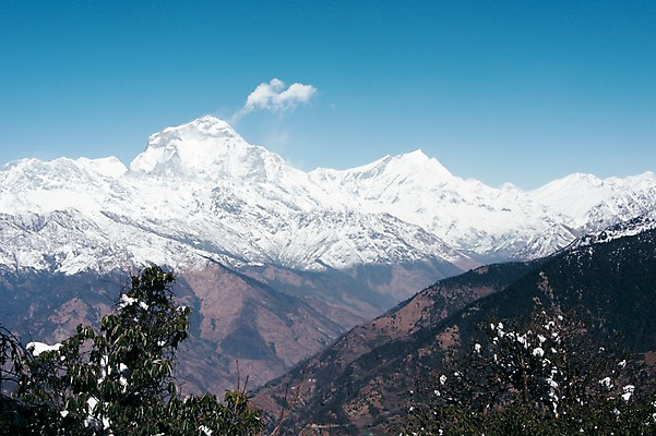 포토 JPG 주간 나무 해외풍경 자연 하늘 산 풍경 사람없음 야외 눈 만년설 네팔 히말라야 안나푸르나 국내포토 자연요소 식물 해외 아시아 날씨 생태계 파일형식 산맥