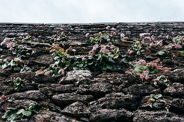 포토 JPG 주간 해외풍경 꽃 자연 돌담 풍경 사람없음 야외 네팔 안나푸르나 국내포토 자연요소 식물 해외 아시아 산 담장 돌_바위 생태계 파일형식