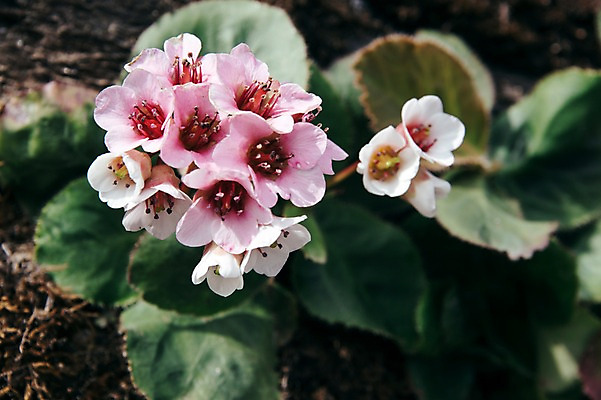 포토 JPG 주간 해외풍경 꽃 자연 풍경 사람없음 야외 네팔 안나푸르나 국내포토 자연요소 식물 해외 아시아 산 생태계 파일형식