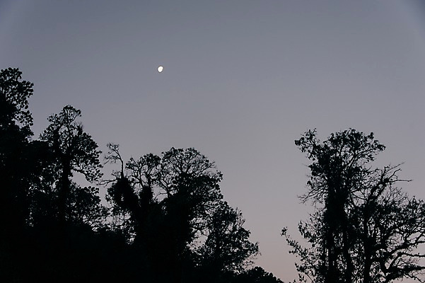 포토 JPG 나무 해외풍경 자연 풍경 사람없음 야외 달 야간 네팔 안나푸르나 국내포토 자연요소 식물 해외 아시아 산 생태계 파일형식