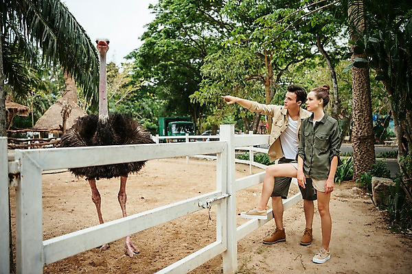 포토 JPG 주간 전신 서양인 직업 한마리 응시 공원 여자 남자 파타야 태국 동물원 서기 20대 성인 야외 두명 옆모습 아웃포커스 울타리 가리킴 타조 사육사 국내포토 자연요소 외국인 1 시선 공공시설 아시아 뷰포인트 모션 조류 촬영기법 사람 손짓 청년 담장 파일형식