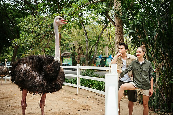 포토 JPG 주간 서양인 직업 한마리 응시 공원 여자 남자 파타야 태국 동물원 서기 상반신 20대 성인 야외 두명 앞모습 아웃포커스 울타리 타조 사육사 국내포토 자연요소 외국인 1 시선 공공시설 아시아 뷰포인트 모션 조류 촬영기법 사람 청년 담장 파일형식