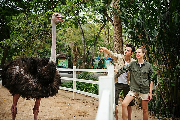 포토 JPG 주간 서양인 직업 한마리 응시 공원 여자 남자 파타야 태국 동물원 서기 상반신 20대 성인 야외 두명 앞모습 아웃포커스 울타리 가리킴 타조 사육사 국내포토 자연요소 외국인 1 시선 공공시설 아시아 뷰포인트 모션 조류 촬영기법 사람 손짓 청년 담장 파일형식