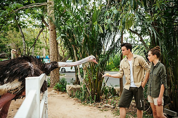 포토 JPG 주간 서양인 직업 응시 공원 여자 남자 두마리 파타야 태국 동물원 서기 상반신 20대 성인 야외 두명 앞모습 옆모습 아웃포커스 울타리 먹이 주기 타조 사육사 국내포토 자연요소 외국인 시선 공공시설 아시아 뷰포인트 2 모션 조류 촬영기법 사람 청년 담장 파일형식