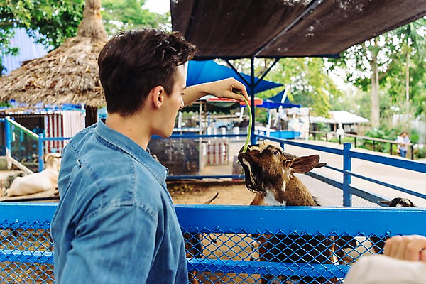 포토 JPG 주간 서양인 한마리 커플 응시 공원 여자 남자 데이트 파타야 태국 동물원 서기 미소 들기 상반신 20대 성인 야외 두명 옆모습 아웃포커스 울타리 먹이 주기 산양 국내포토 자연요소 외국인 1 시선 공공시설 아시아 뷰포인트 관계 모션 촬영기법 표정 사람 청년 담장 양 멸종위기동물 파일형식