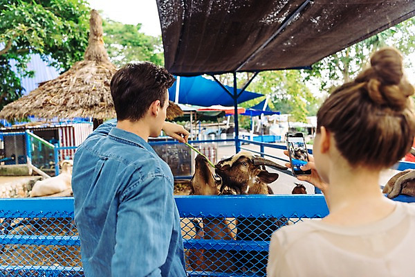 포토 JPG 주간 서양인 커플 응시 공원 여자 남자 데이트 여러마리 파타야 태국 동물원 서기 미소 들기 상반신 20대 성인 야외 두명 옆모습 뒷모습 아웃포커스 스마트폰 울타리 사진촬영 먹이 주기 산양 국내포토 자연요소 외국인 시선 공공시설 아시아 뷰포인트 다수 관계 모션 촬영기법 표정 사람 청년 핸드폰 스마트기기 담장 촬영 양 멸종위기동물 파일형식