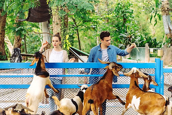 포토 JPG 주간 서양인 커플 응시 공원 여자 남자 데이트 여러마리 파타야 태국 동물원 서기 미소 들기 상반신 20대 성인 야외 두명 앞모습 아웃포커스 울타리 먹이 주기 산양 국내포토 자연요소 외국인 시선 공공시설 아시아 뷰포인트 다수 관계 모션 촬영기법 표정 사람 청년 담장 양 멸종위기동물 파일형식