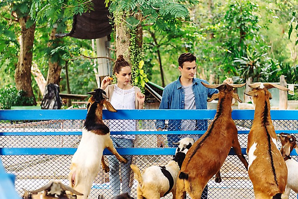 포토 JPG 주간 서양인 커플 응시 공원 여자 남자 데이트 여러마리 파타야 태국 동물원 서기 미소 들기 상반신 20대 성인 야외 두명 앞모습 아웃포커스 울타리 먹이 주기 산양 국내포토 자연요소 외국인 시선 공공시설 아시아 뷰포인트 다수 관계 모션 촬영기법 표정 사람 청년 담장 양 멸종위기동물 파일형식