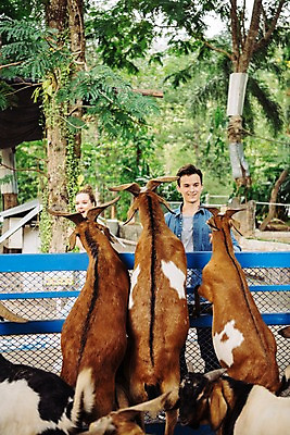 포토 JPG 주간 서양인 커플 응시 공원 여자 남자 데이트 여러마리 파타야 태국 동물원 서기 미소 들기 상반신 20대 성인 야외 두명 앞모습 아웃포커스 울타리 먹이 주기 산양 성인만 국내포토 자연요소 외국인 시선 공공시설 아시아 뷰포인트 다수 관계 모션 촬영기법 표정 사람 청년 담장 양 멸종위기동물 파일형식