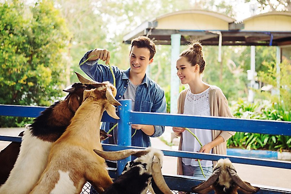 포토 JPG 주간 서양인 커플 응시 공원 여자 남자 데이트 파타야 태국 동물원 서기 미소 들기 상반신 20대 성인 야외 두명 앞모습 아웃포커스 울타리 먹이 주기 산양 국내포토 자연요소 외국인 시선 공공시설 아시아 뷰포인트 관계 모션 촬영기법 표정 사람 청년 담장 양 멸종위기동물 파일형식
