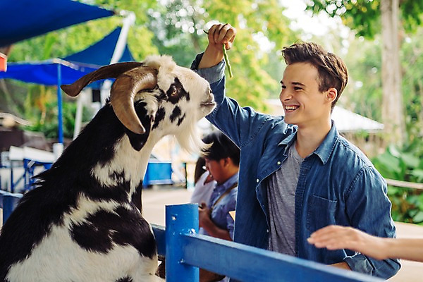 포토 JPG 주간 서양인 외국인 한마리 커플 응시 공원 여자 남자 데이트 파타야 태국 동물원 서기 미소 들기 여러명 상반신 20대 성인 야외 앞모습 아웃포커스 울타리 먹이 주기 산양 국내포토 자연요소 1 시선 공공시설 아시아 뷰포인트 다수 관계 모션 촬영기법 표정 사람 인종 청년 담장 양 멸종위기동물 파일형식