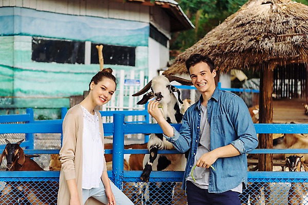 포토 JPG 주간 서양인 커플 응시 공원 여자 남자 데이트 여러마리 파타야 태국 동물원 서기 미소 들기 상반신 20대 성인 야외 두명 앞모습 옆모습 아웃포커스 울타리 먹이 주기 산양 국내포토 자연요소 외국인 시선 공공시설 아시아 뷰포인트 다수 관계 모션 촬영기법 표정 사람 청년 담장 양 멸종위기동물 파일형식