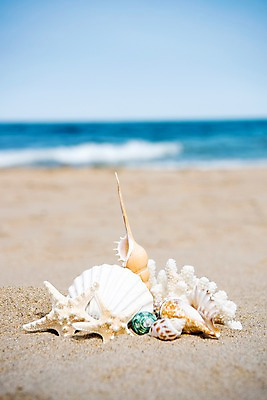 포토 JPG 주간 모래 바다 휴가 조개 휴식 풍경 사람없음 야외 아웃포커스 여름 모래사장 여름풍경 조개껍데기 국내포토 자연요소 계절 컨셉 어패류 촬영기법 파일형식 여름_계절