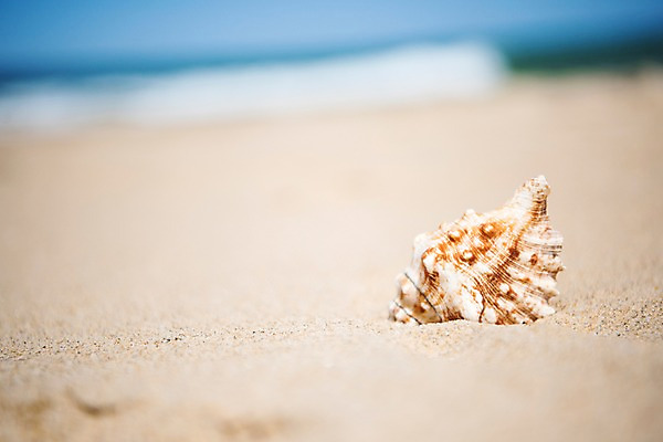 포토 JPG 주간 모래 휴가 조개 휴식 풍경 사람없음 야외 아웃포커스 여름 모래사장 여름풍경 조개껍데기 국내포토 자연요소 계절 바다 컨셉 어패류 촬영기법 파일형식 여름_계절