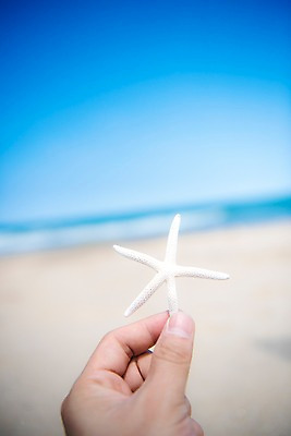 포토 JPG 주간 손 남자 모래 바다 휴가 휴식 불가사리 한명 들기 풍경 성인 야외 아웃포커스 신체부위 여름 30대 모래사장 여름풍경 성인남자한명만 국내포토 자연요소 1 계절 컨셉 모션 극피동물 촬영기법 사람 장년 남자한명만 성인남자만 파일형식 여름_계절