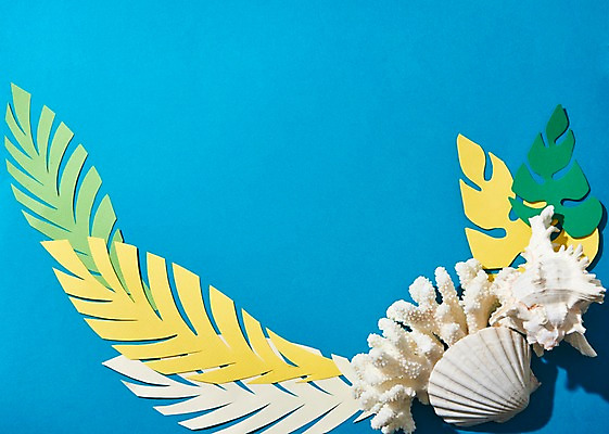 포토 JPG 스튜디오촬영 조개 나뭇잎 프레임 실내 사람없음 여름 여름휴가 바캉스 껍질 조개껍데기 산호 국내포토 계절 잎 휴가 어패류 내부 자포동물 파일형식 여름_계절