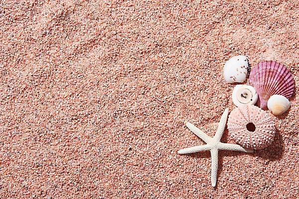 포토 JPG 스튜디오촬영 모래 조개 불가사리 프레임 실내 사람없음 여름 여름휴가 바캉스 껍질 조개껍데기 국내포토 계절 휴가 어패류 극피동물 내부 파일형식 여름_계절