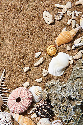 포토 JPG 스튜디오촬영 모래 조개 실내 사람없음 여름 여름휴가 바캉스 껍질 돌_바위 조개껍데기 국내포토 계절 휴가 어패류 내부 파일형식 여름_계절