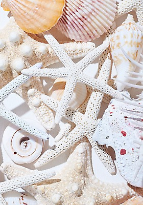 포토 JPG 스튜디오촬영 조개 불가사리 실내 사람없음 여름 조개껍데기 국내포토 계절 어패류 극피동물 내부 파일형식