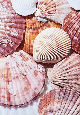 포토 JPG 스튜디오촬영 조개 실내 근접촬영 사람없음 여름 조개껍데기 가리비 국내포토 계절 뷰포인트 어패류 내부 파일형식