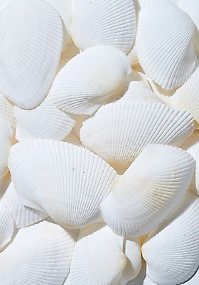 포토 JPG 스튜디오촬영 조개 실내 근접촬영 사람없음 여름 흰색 조개껍데기 국내포토 계절 뷰포인트 컬러 어패류 내부 파일형식