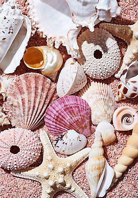 포토 JPG 스튜디오촬영 모래 조개 불가사리 실내 근접촬영 사람없음 여름 조개껍데기 소라 가리비 국내포토 계절 뷰포인트 어패류 극피동물 내부 파일형식