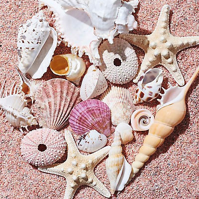 포토 JPG 스튜디오촬영 모래 조개 불가사리 실내 근접촬영 사람없음 여름 조개껍데기 소라 가리비 국내포토 계절 뷰포인트 어패류 극피동물 내부 파일형식