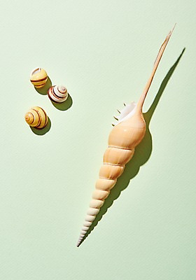 포토 JPG 스튜디오촬영 조개 실내 사람없음 여름 고둥 국내포토 계절 어패류 내부 파일형식