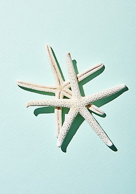 포토 JPG 스튜디오촬영 불가사리 실내 사람없음 여름 국내포토 계절 극피동물 내부 파일형식