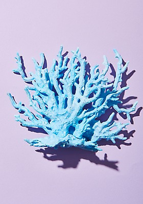 포토 JPG 스튜디오촬영 실내 그림자 사람없음 여름 산호 국내포토 계절 내부 자포동물 파일형식