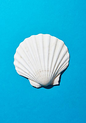 포토 JPG 스튜디오촬영 실내 사람없음 여름 여름휴가 바캉스 조개껍데기 가리비 국내포토 계절 휴가 조개 내부 파일형식 여름_계절